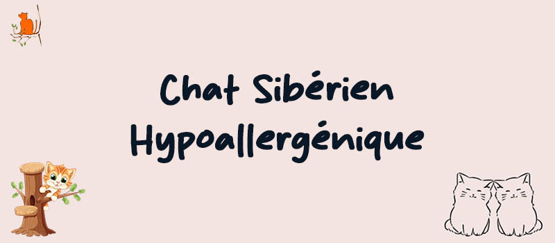 Chat Sibérien Hypoallergénique